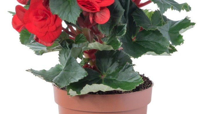Potted red begonia. Isolated on white background.Deep focus. No dust. No pollen.