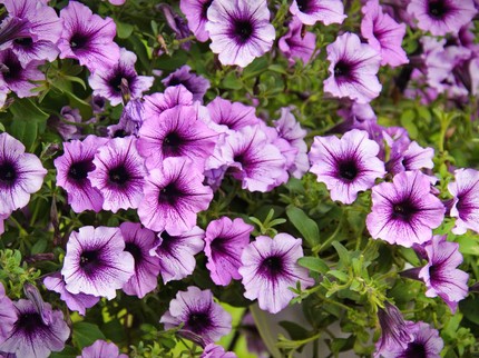10 Contoh Tanaman Semusim yang Sekalinya Mekar Sangat Cantik dan Indah