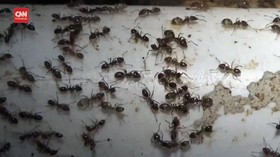 VIDEO: Kawanan Semut Serbu Pemukiman Warga
