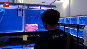 VIDEO: Kontes Louhan Kembalikan Kejayaan Ikan Jenong