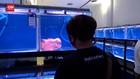VIDEO: Kontes Louhan Kembalikan Kejayaan Ikan Jenong