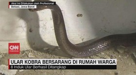VIDEO: Ular Kobra Bersarang di Rumah Warga
