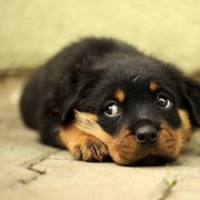 Punya Muka Sangar, 5 Jenis Anjing Ini Cocok Buat Jaga Rumah