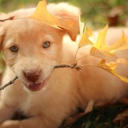 6 Jenis Anjing Berikut Lucu Untuk Dipelihara di Rumah!