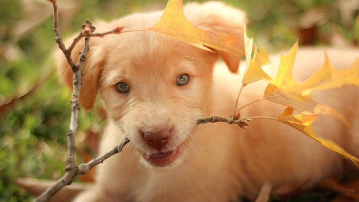 6 Jenis Anjing Berikut Lucu Untuk Dipelihara di Rumah!