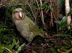 4 Fakta Kakapo, Beo Berwajah Burung Hantu yang Tidak Bisa Terbang
