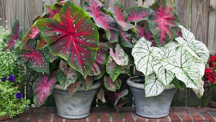Caladium planters-red and white. Horizontal.