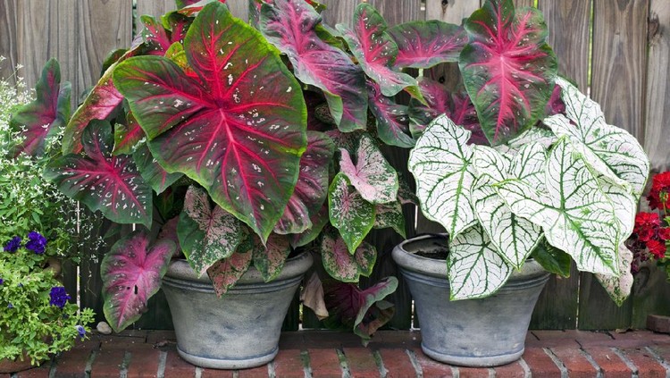Caladium planters-red and white. Horizontal.