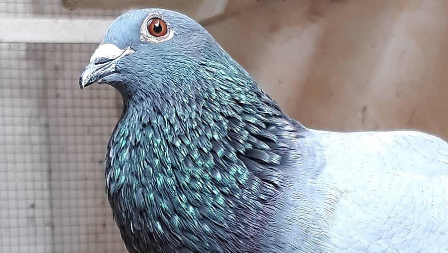 Ilustrasi burung merpati