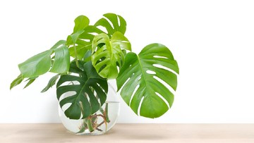 8 TANAMAN HIAS DAUN CANTIK LAINNYA