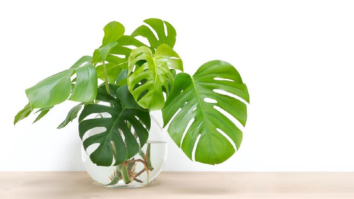 clean image of propagation of Philodendron Monstera, Swiss Cheese Plant leaves, cuttings in water rooting in glass vase, copy space