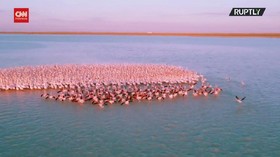 VIDEO: Ratusan Flamingo Pink Singgah di Danau Karakol