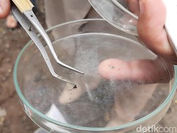Jurusan Biologi: Hal yang Dipelajari dan Prospek Kerjanya