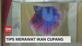 VIDEO: Tips Merawat Ikan Cupang