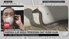 VIDEO: Waspada Ular Masuk Permukiman saat Musim Hujan