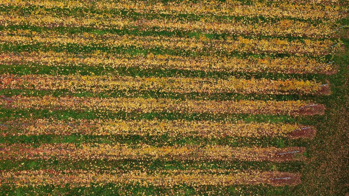 FOTO: English Noveau, 'Musuh Baru' Wine Prancis