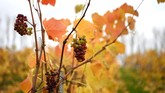 FOTO: English Noveau, 'Musuh Baru' Wine Prancis Dulu pedagang wine di Inggris berlomba-lomba untuk mengamankan Beaujolais Noveau sebagai persediaan. Kini, Inggris berhasil membuat rivalnya, English Nouveau.