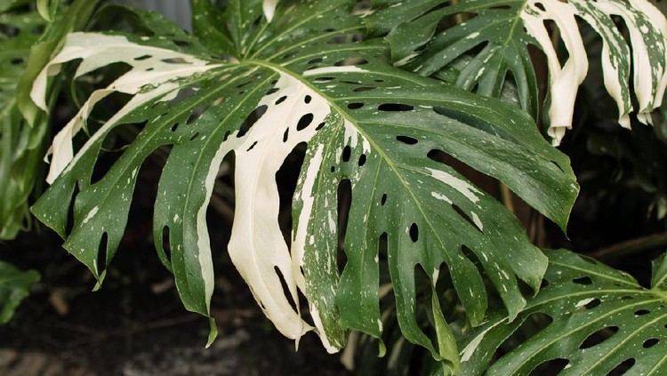 A large Rare Tropical white Variegated Monstera Deliciosa "Albo" Plant Leaf.