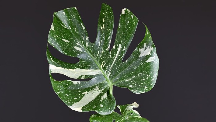Close up of single tropical white sprinkled leaf of rare variegated exotic 'Monstera Deliciosa Thai Constellation' house plant on dark black background