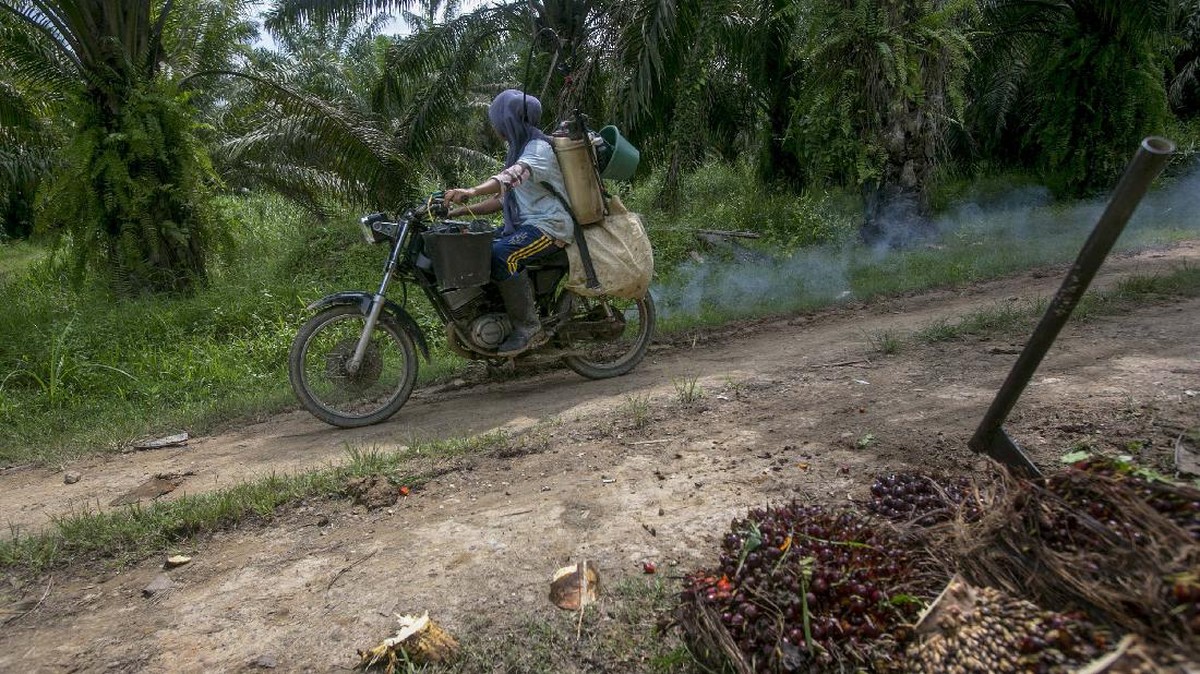 FOTO : Nestapa Buruh Wanita di Perkebunan Kelapa Sawit