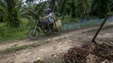 FOTO : Nestapa Buruh Wanita di Perkebunan Kelapa Sawit Sejumlah wanita bekerja di perkebunan kelapa sawit demi membantu suami mereka. Mereka sering tak mendapat jaminan pekerjaan layak dan bekerja terlalu berat.