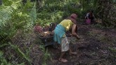 FOTO : Nestapa Buruh Wanita di Perkebunan Kelapa Sawit Sejumlah wanita bekerja di perkebunan kelapa sawit demi membantu suami mereka. Mereka sering tak mendapat jaminan pekerjaan layak dan bekerja terlalu berat.