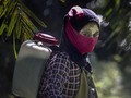 FOTO : Nestapa Buruh Wanita di Perkebunan Kelapa Sawit