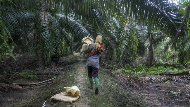 Viral kebun sawit