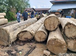 KLHK Tangkap Pelaku Kasus Pembalakan Liar di TN Bukit Tigapuluh