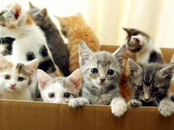 Lockdown Corona, Anak Kucing-Anjing Dijual Secara Tidak Bertanggung Jawab