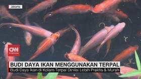VIDEO: Budi Daya Ikan dan Lobster di Lahan Sempit
