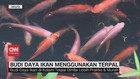 VIDEO: Budi Daya Ikan dan Lobster di Lahan Sempit