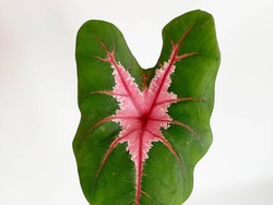 Mengenal Caladium dan Philodendron, Tanaman Hias Viral Ditukar Avanza