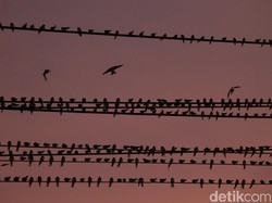 Benarkah Burung yang Bertengger di Kabel Listrik Tidak Kesetrum? Ini Faktanya