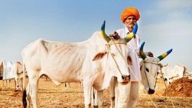 India Mau Bikin Hari Peluk Sapi saat Valentine, Keburu Dicemooh