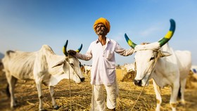 Desa di India Gelar Festival Lempar Kotoran Sapi