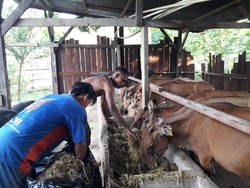 Jeli Ambil Peluang Bisnis, UMKM di Timur RI Ini Raup Omzet Rp 50 Juta