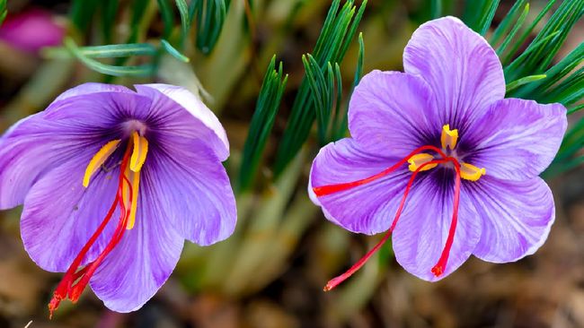 Saffron dikenal sebagai rempah termahal di dunia. Apa alasannya?