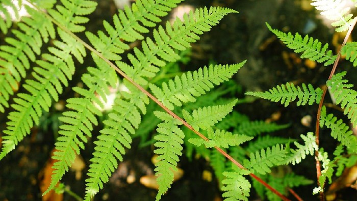 Athyrium Niponicum 'Lady in Red'. Close-up of graceful green fronds of elegant fern on striking red stems.