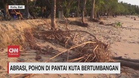 VIDEO: Abrasi, Pohon di Pantai Kuta Bertumbangan