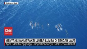 VIDEO: Menyaksikan Atraksi Lumba-lumba di Tengah Laut