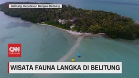 VIDEO: Wisata Fauna Langka di Belitung