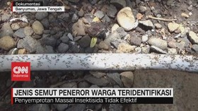 VIDEO: Jenis Semut Peneror Warga Teridentifikasi