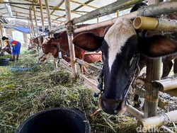 Begini Aturan Bikin Kandang Ternak Menurut Undang-undang