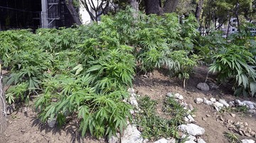 'Gimana Ganja Mau Dipakai Medis, Diteliti Aja Enggak Boleh' Sejumlah warga setuju jika pemerintah melegalkan ganja untuk medis, namun tak sedikit yang menolak karena khawatir disalahgunakan.