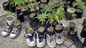 FOTO: Taman Ganja di Halaman Gedung Senat Meksiko