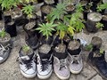 FOTO: Taman Ganja di Halaman Gedung Senat Meksiko