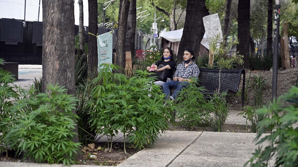 FOTO: Taman Ganja di Halaman Gedung Senat Meksiko