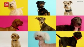 VIDEO: Woof The Dog, Lagu Natal Dari Suara Gonggongan Anjing