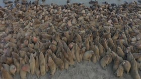 VIDEO: Siberia Jadi Tempat Penangkaran Walrus Terbesar